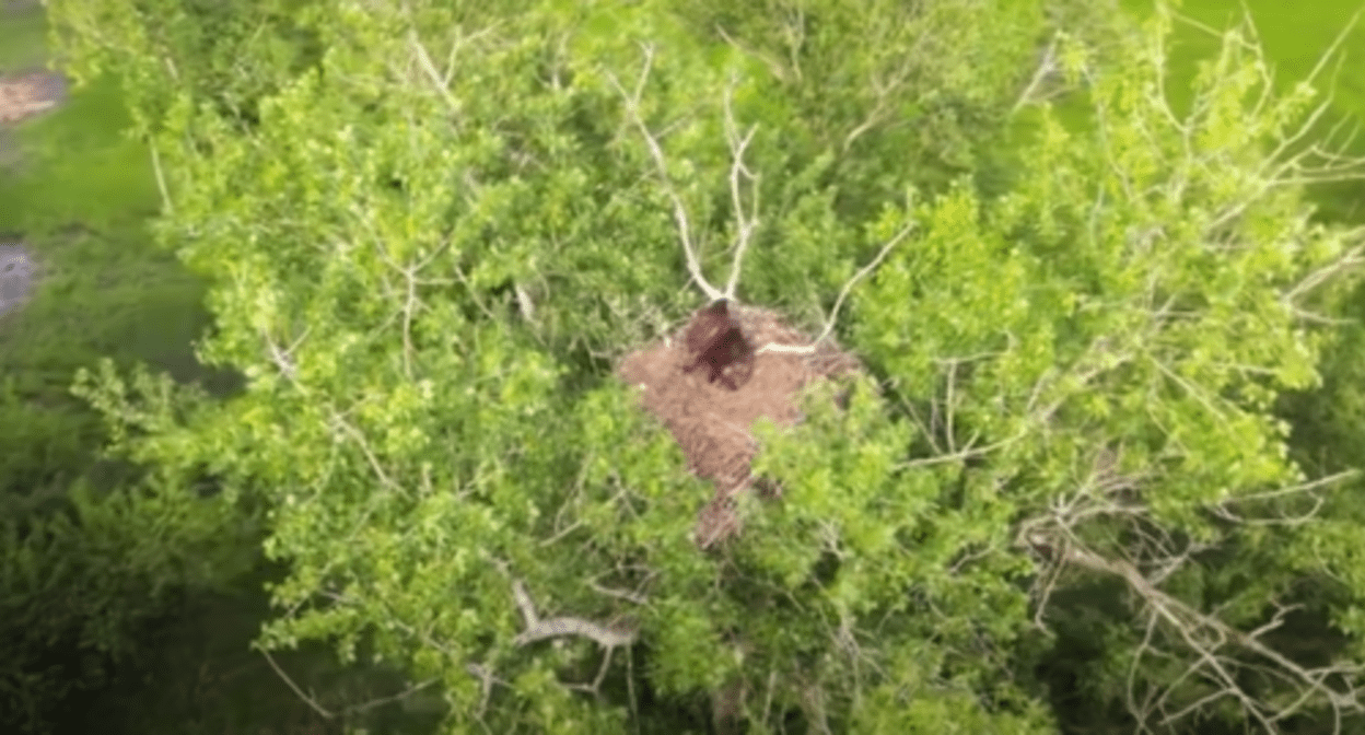 Гнездо орлана-белохвоста в Волго-Ахтубинской пойме. Фото: стоп-кадр видео - https://youtu.be/05JmhhHAa0c?t=1324