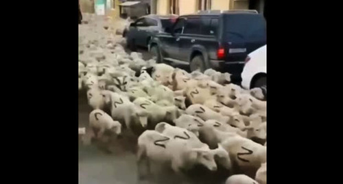 Овцы с символом Z. Cкриншот видео https://www.youtube.com/watch?v=UrqaicvyrSw