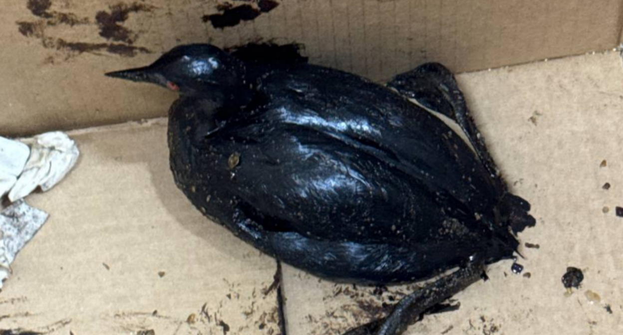 Птица, привезенная в центр. Скриншот фото центра на Жемчужной от 10.04.26, https://t.me/zhemchujnaya9/1667 Птица, привезенная в центр. Скриншот фото центра на Жемчужной от 10.04.26, https://t.me/zhemchujnaya9/1667